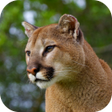 程序图标：Cougar Sounds
