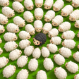 Иконка программы: Sheep Away: Farm Jam Puzz…
