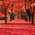 Autumn Trees wallpaper theme