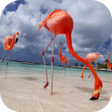 Programikonen: Flamingo Video Live Wallp…