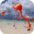 Flamingo Video Live Wallpaper