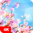 Programikonen: Spring Wallpapers 4K