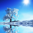 Programikonen: Winter Wallpaper HD