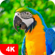 أيقونة البرنامج: Parrot Wallpapers 4K