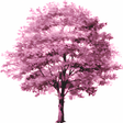 Icon of program: Burraco
