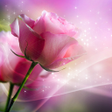 Programikonen: Pink Roses Live Wallpaper