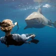 Biểu tượng của chương trình: Shark Wallpapers