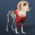 Programın simgesi: Idle Pet - Create cell by…