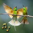 Programikonen: Birds Sounds