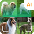 程序图标：Dog breed identifier