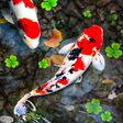 Programın simgesi: Koi Fish Live Wallpapers …