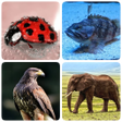 Ikona programu: Animals -Quiz about Mamma…