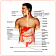 プログラムのアイコン：Anatomy and Physiology