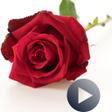 程序图标：Roses Animated Stickers F…