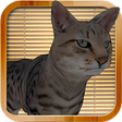 أيقونة البرنامج: Kitty Cat Simulator