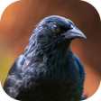 Programikonen: Blackbird songs