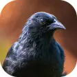Blackbird songs