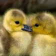 Programikonen: Duck Wallpaper