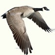 プログラムのアイコン：Waterfowl Call