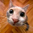 Funny cats Wallpapers icon
