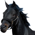 程序图标：Horse Race
