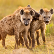Programikonen: The Hyena