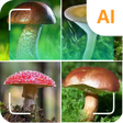 Symbol des Programms: Mushroom identifier