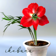 程序图标：Floria Virtual Garden