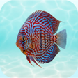 程序图标：Aquarium fish