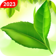 Programikonen: Leaf Live Wallpaper 2018 …