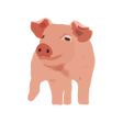 Programikonen: My Piggery Manager - Farm…