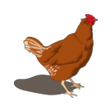 Poultry Manager 2.0 icon