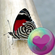 Biểu tượng của chương trình: Butterflies HD Wallpapers