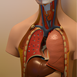 أيقونة البرنامج: Anatomie Humain 3D Médeci…