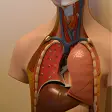 Anatomie Humain 3D Médecine