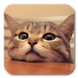 Ikon program: Q Cat Live Wallpaper
