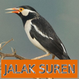 プログラムのアイコン：Master Kicau Jalak Suren