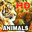 Animal Wallpapers All New HD