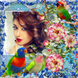 プログラムのアイコン：Bird Photo Frame