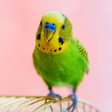 أيقونة البرنامج: Budgerigar Sounds