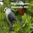 Иконка программы: Nightingale Bird Sounds H…
