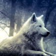 ไอคอนของโปรแกรม: Wolf Wallpaper