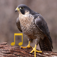 Ikona programu: Bird and Animal sounds