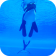 Programikonen: Orca Killer Whale Video W…