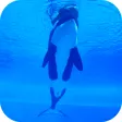 Orca Killer Whale Video Wallpaper