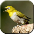 Icon of program: Suara Pikat Burung Pleci …