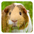 Ikona programu: Guinea Pig Live Wallpaper
