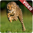 Programikonen: Cheetah Video Live Wallpa…