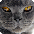 Programikonen: Cat Live Wallpaper