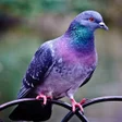 Programikonen: Pigeon Wallpapers